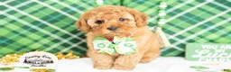 Cavapoo dogs for sale: Finnegan - Ad 4