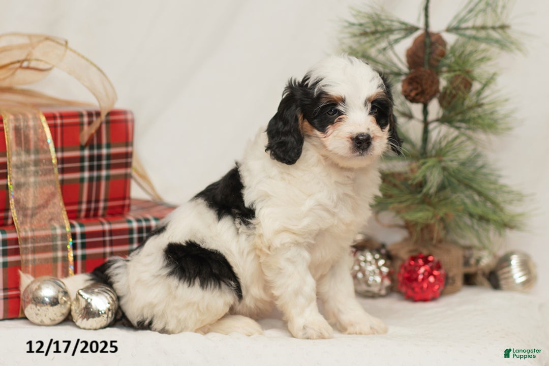 Mini Bernedoodle dogs for sale: Cara - Ad 1
