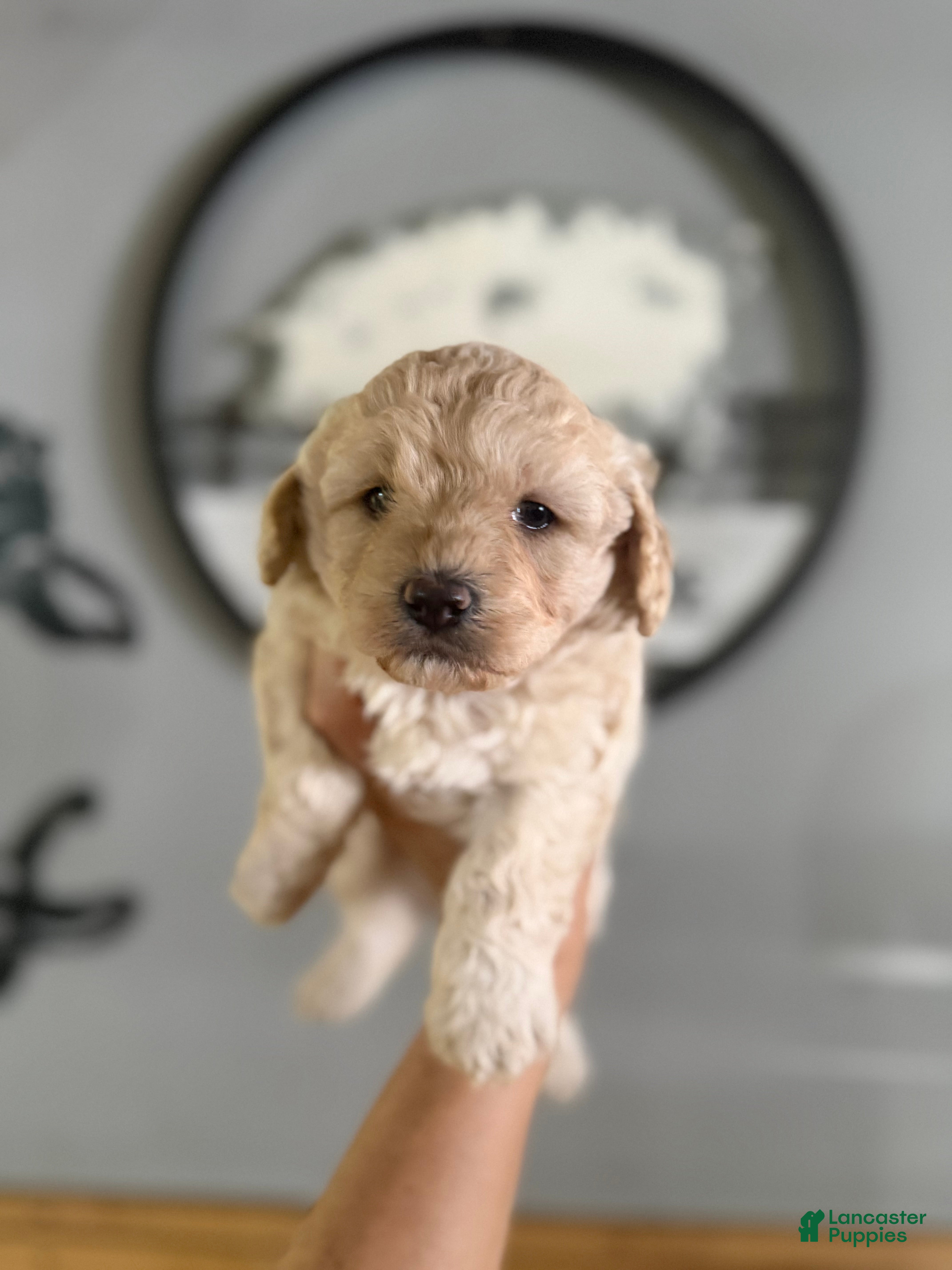 Cavachon dogs Cavachon Puppy 3 - Ad 8