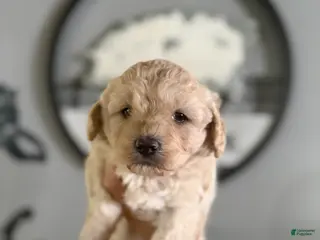 Cavachon dogs Cavachon Puppy 3 - Ad 22