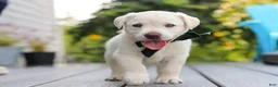 Labrador Retriever dogs for sale: Julep - Ad 11
