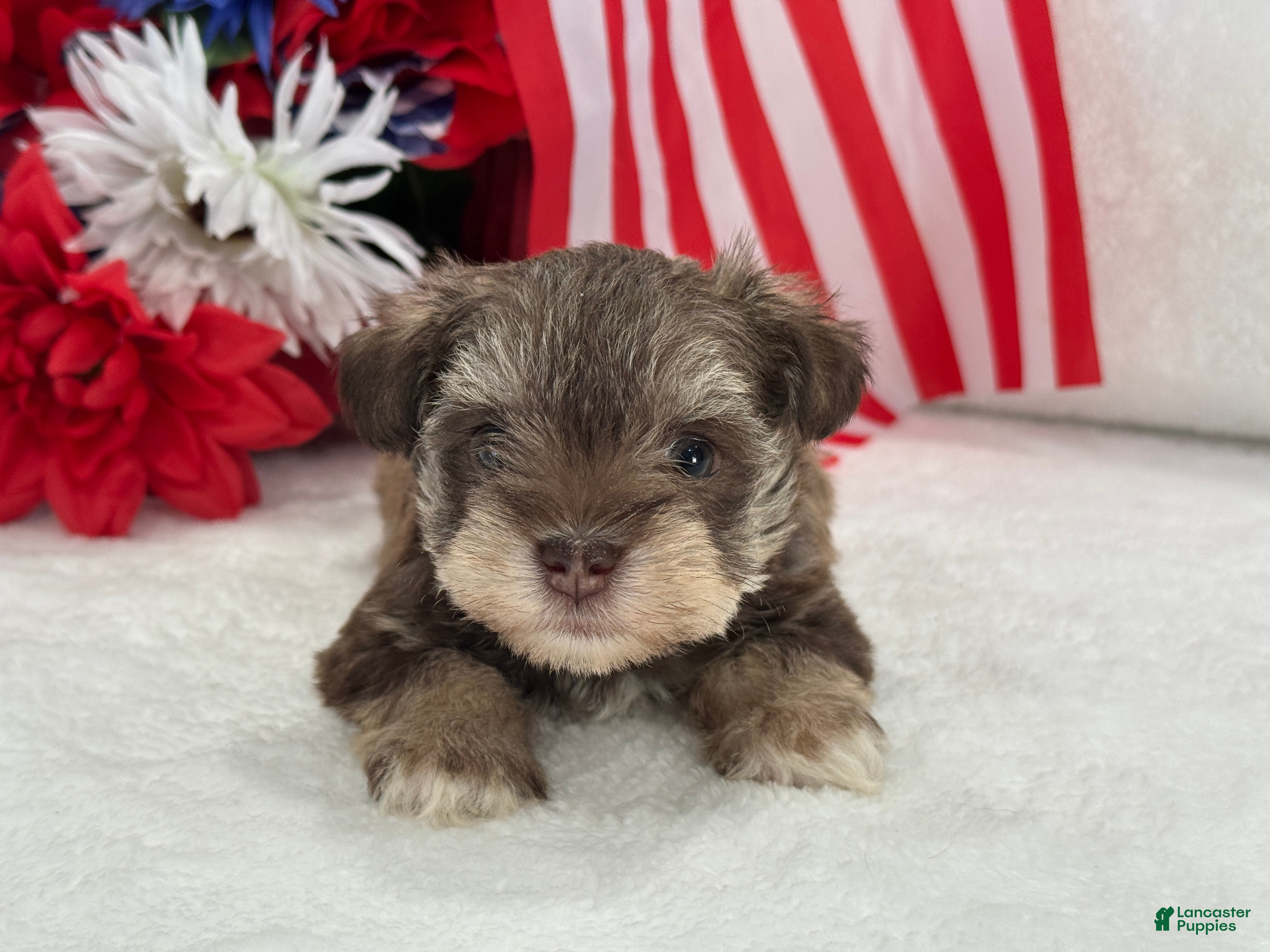 Miniature Schnauzer dogs Miracle Female 2 Liver & Tan Mega Coat AKC - Ad 24