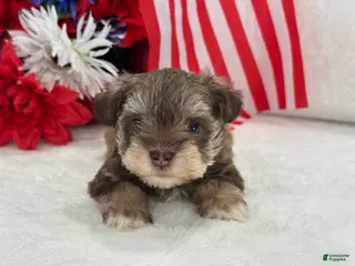 Miniature Schnauzer dogs Miracle Female 2 Liver & Tan Mega Coat AKC - Ad 26