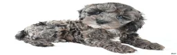 Cockapoo dogs for sale: Murphy - Ad 3