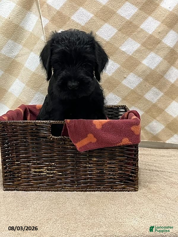 Giant Schnauzer dogs Buster - Ad 2
