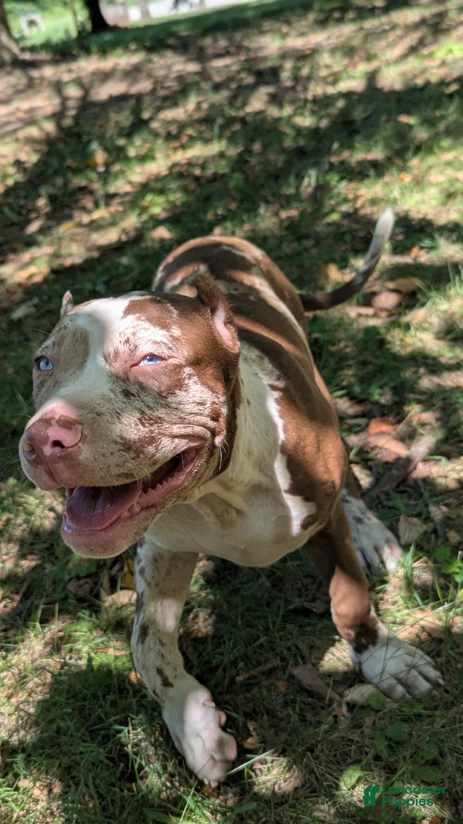 American Bully dogs Iris - Ad 1