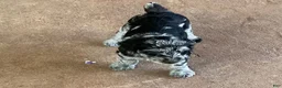 Aussiedoodle dogs for sale: Kobe - Ad 17