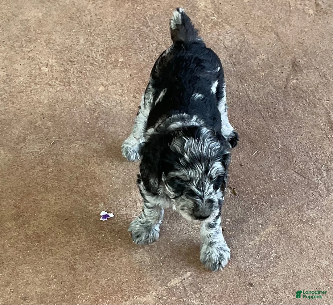 Aussiedoodle dogs for sale: Kobe - Ad 17