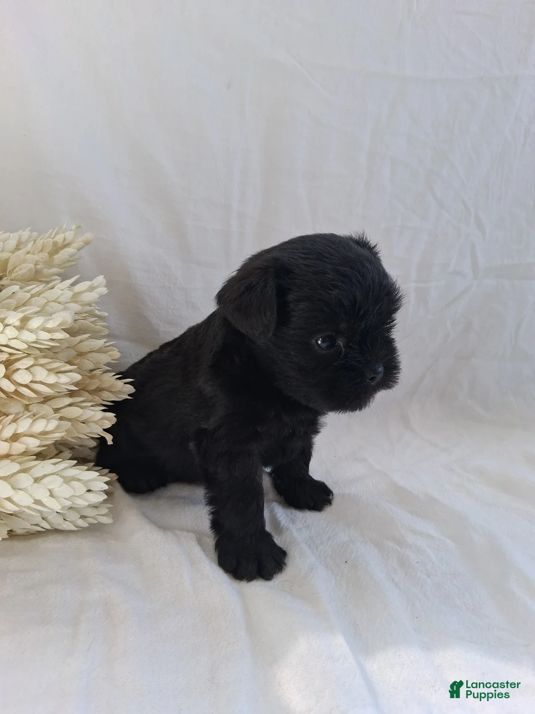 Affenpinscher dogs for sale: LLW JEFFERY - Ad 2