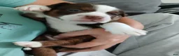 Mixed Breed dogs for sale: Mixed Breed 2 - Ad 23