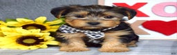 Yorkshire Terrier dogs for sale: Hank  - Ad 5