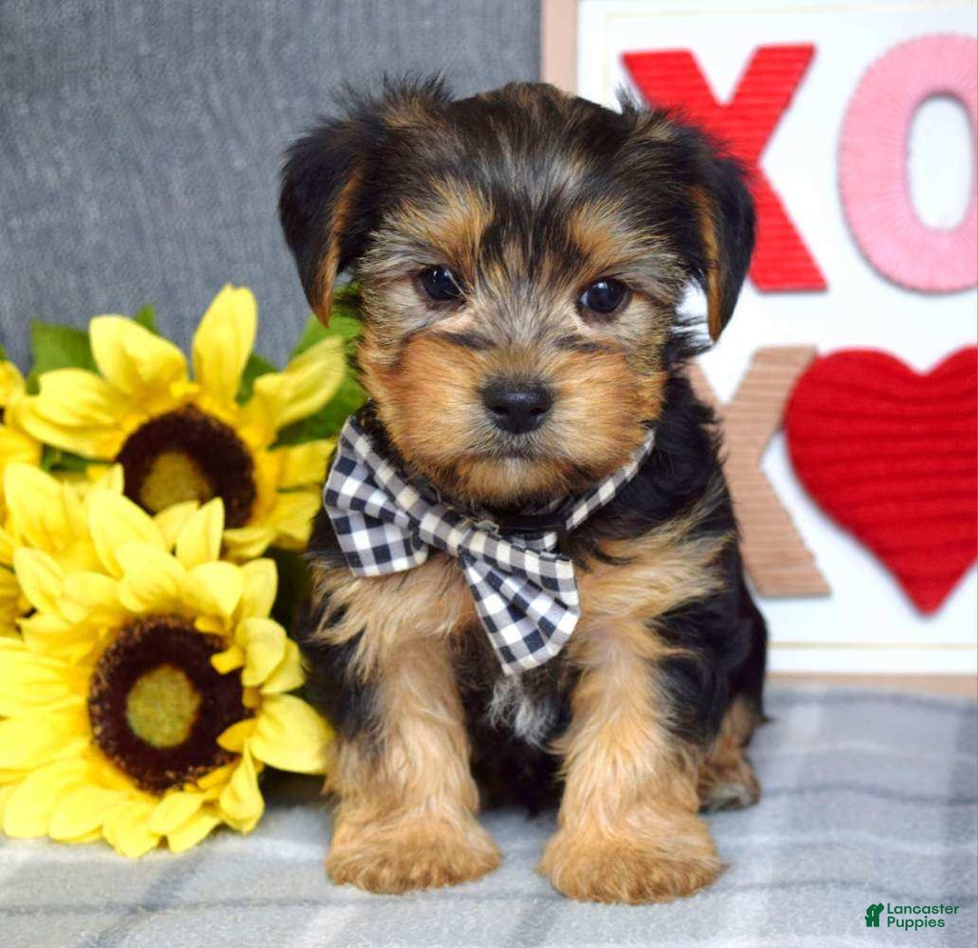 Yorkshire Terrier dogs for sale: Hank  - Ad 5