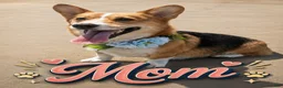 Corgipoo dogs for sale: Corgipoo 1. Gaston - Ad 15