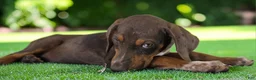 Catahoula Leopard Dog dogs for sale: Gypsie 2026 Female 1 - Ad 4