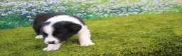 Australian Shepherd dogs for sale: Louie - Ad 6