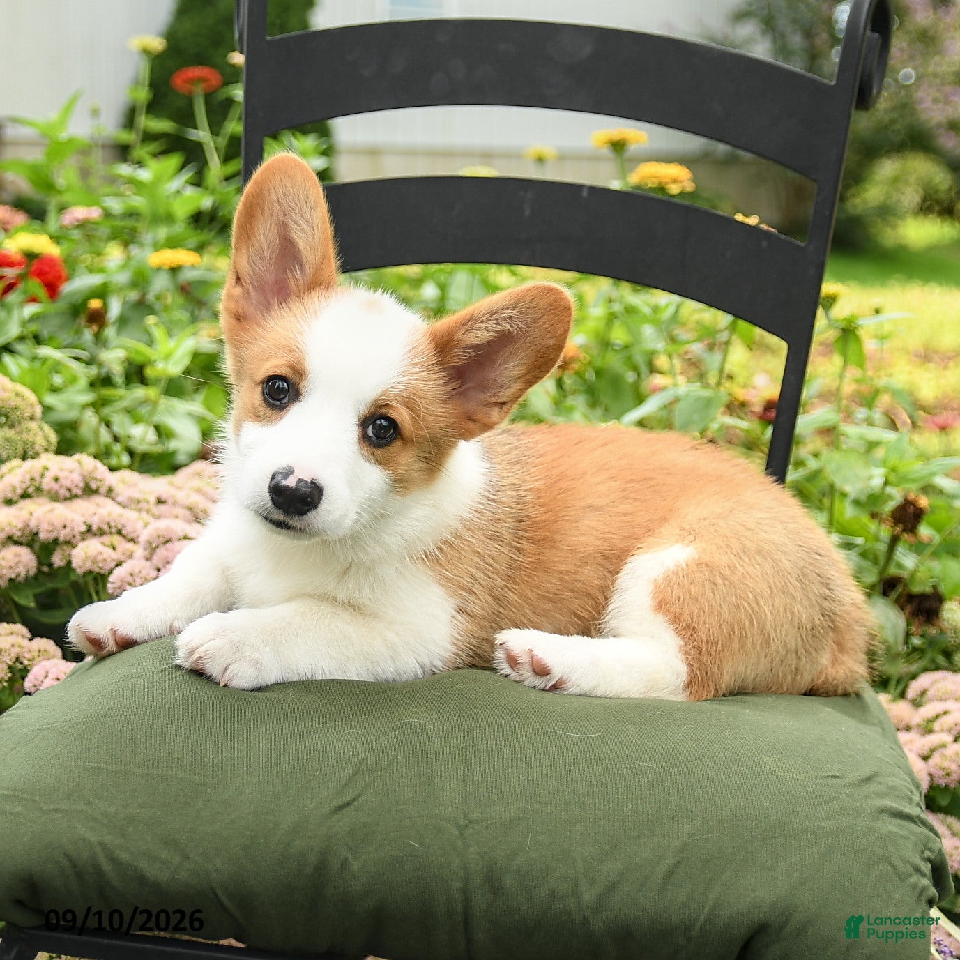 Welsh Corgi Pembroke dogs Kyle - Ad 2