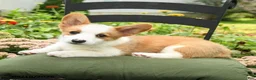 Welsh Corgi Pembroke dogs for sale: Kyle - Ad 2