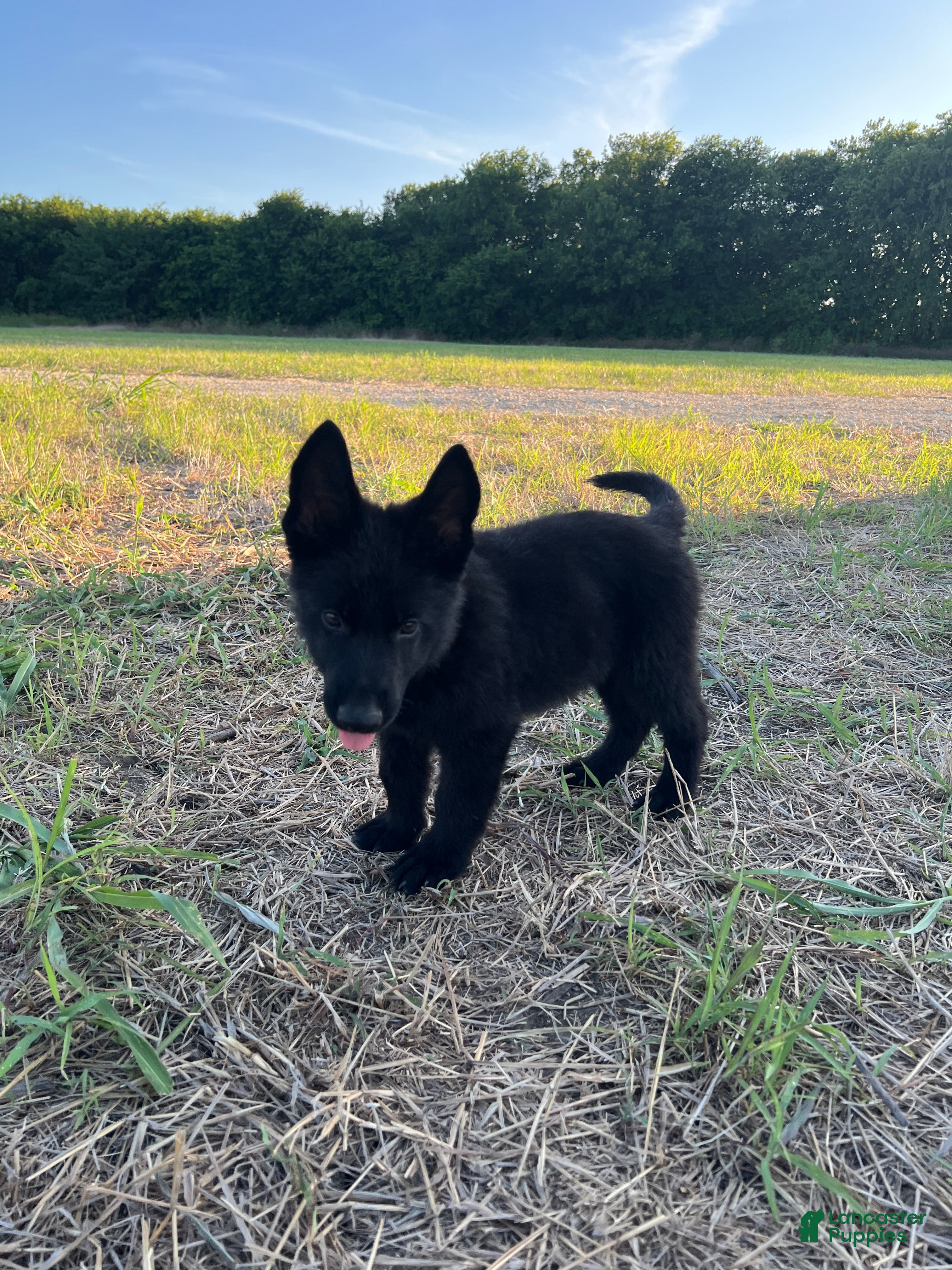German Shepherd dogs Gipper  - Ad 5