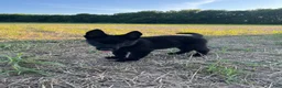 German Shepherd dogs for sale: Gipper  - Ad 1
