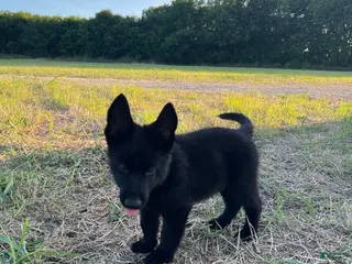 German Shepherd dogs Gipper - Ad 38