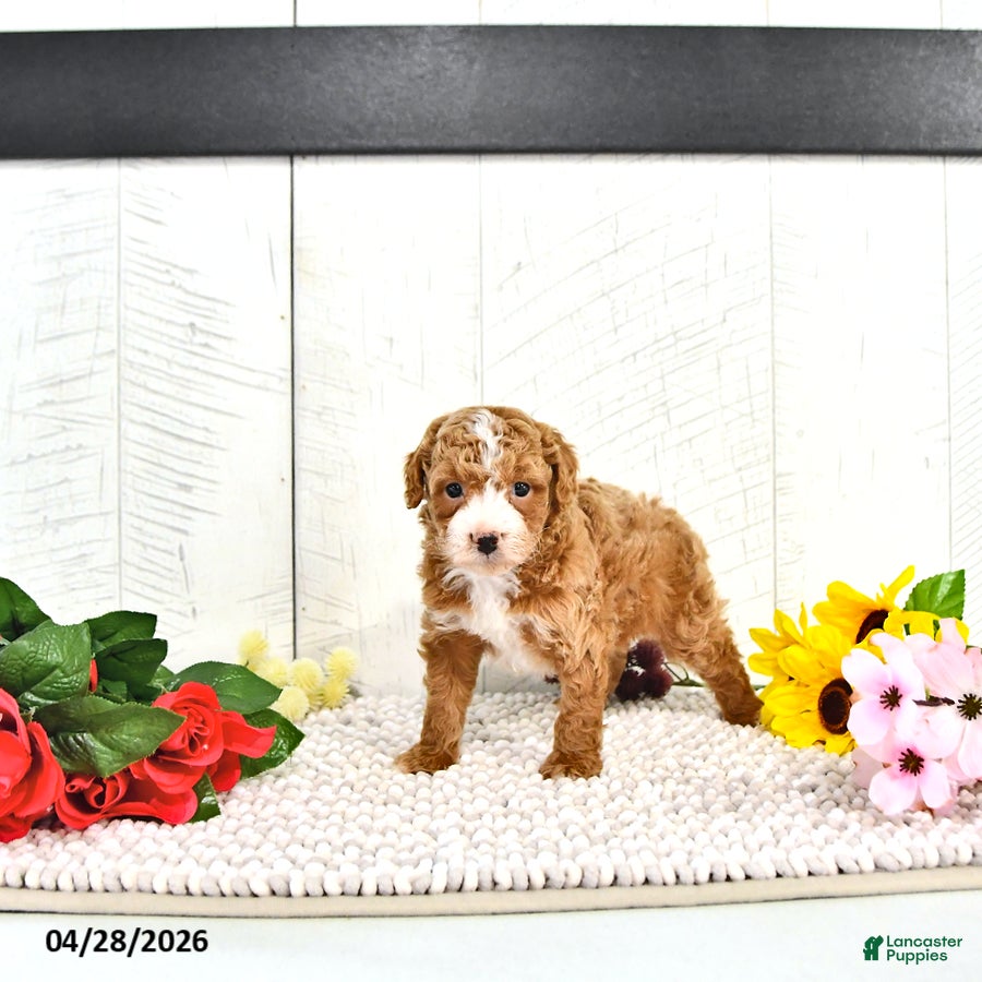 Miniature Poodle dogs Randall - Ad 1