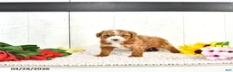 Miniature Poodle dogs for sale: Randall - Ad 1