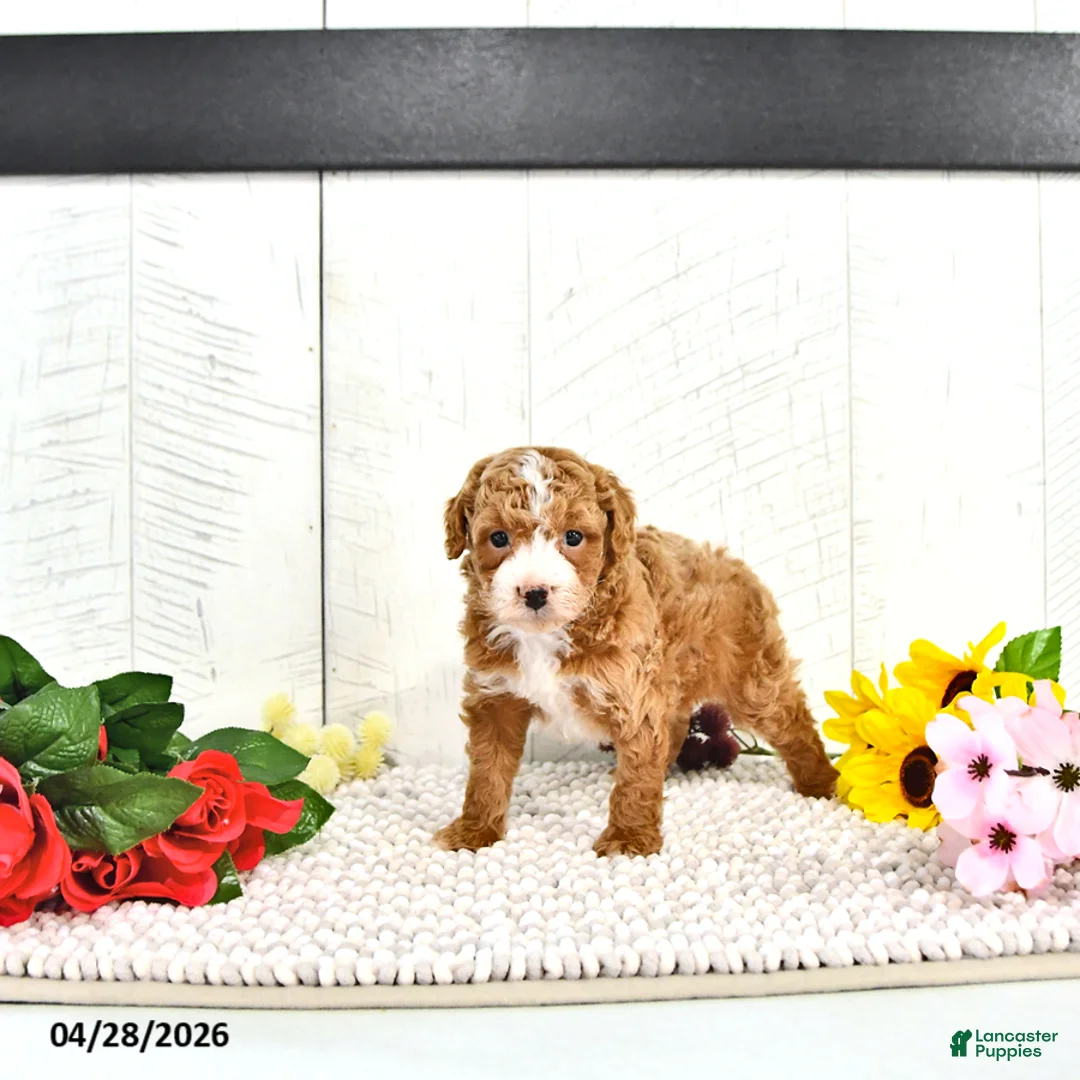 Miniature Poodle dogs for sale: Randall - Ad 1
