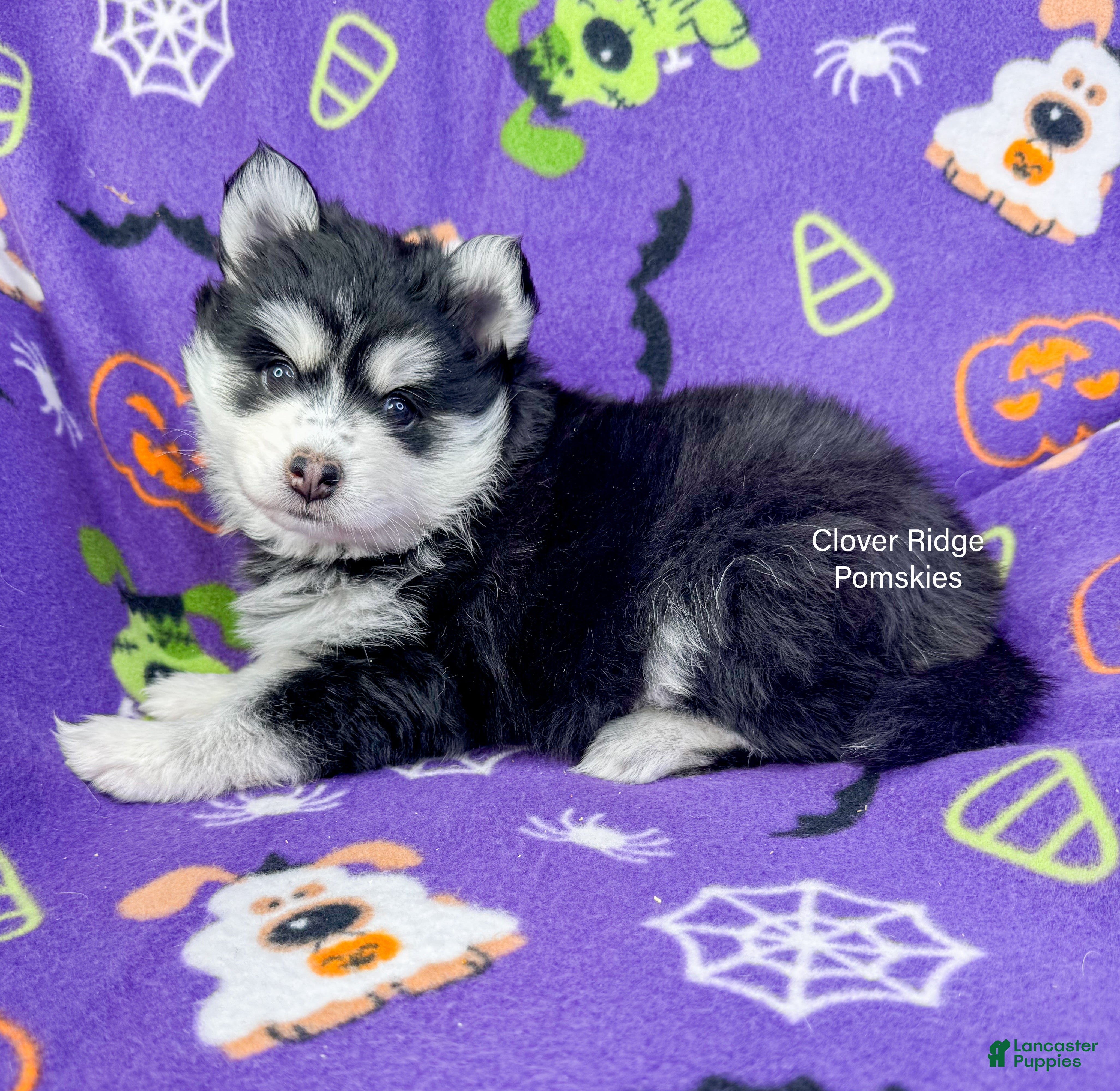 Pomsky dogs for sale: Albany - Ad 1