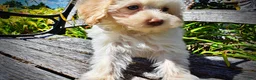 Havapoo dogs for sale: Gabby - Ad 6