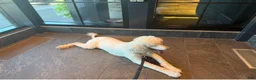 Standard Poodle dogs for sale: Standard Poodle 1 - Ad 3