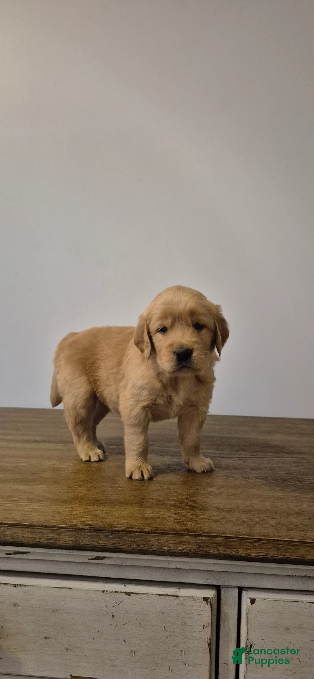 Golden Retriever dogs for sale: Hunter - Ad 4