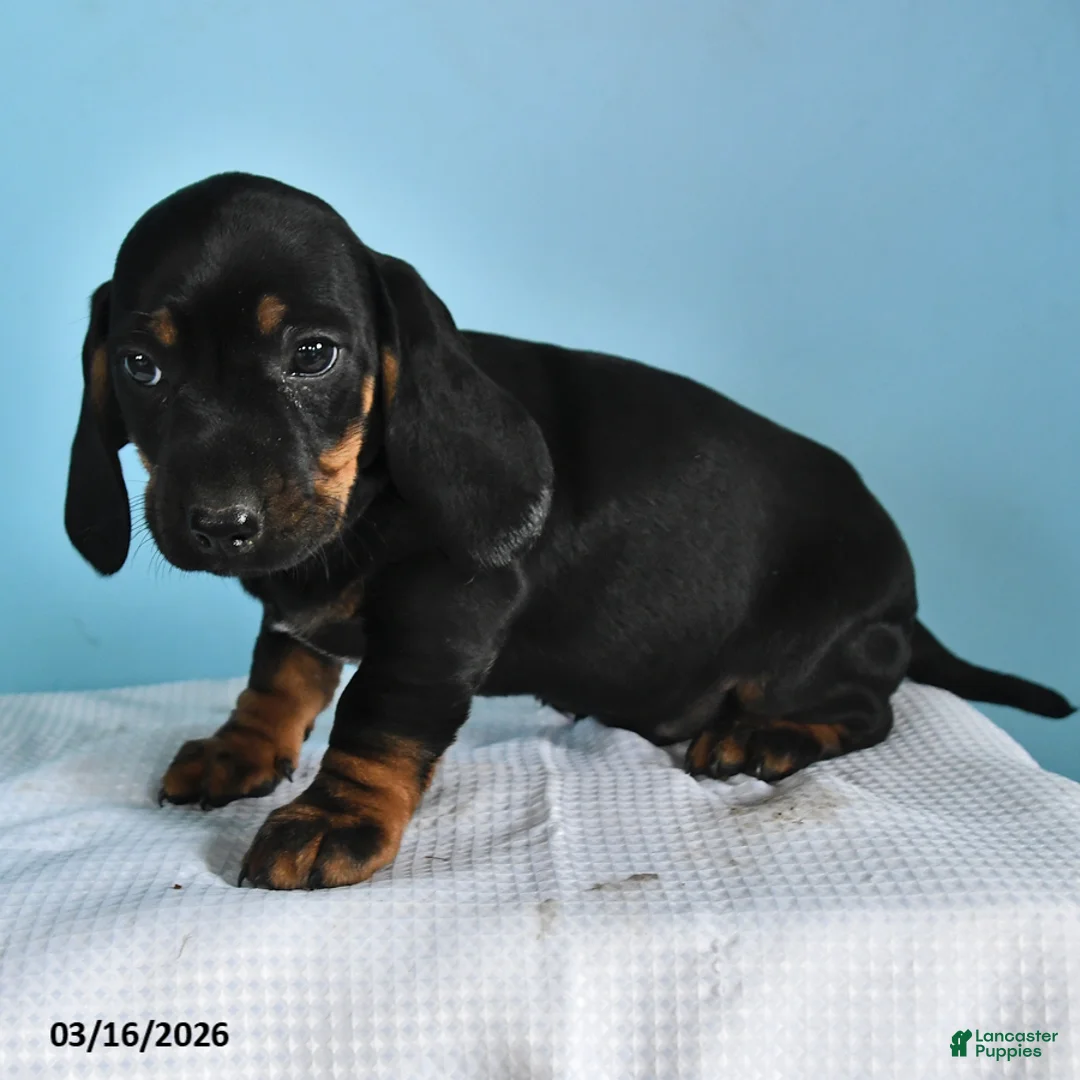 Mixed Breed dogs for sale: Gus - Ad 3