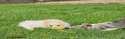 Pomeranian dogs for sale: Cassie   - Ad 3