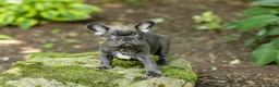 French Bulldog dogs for sale: Easton - Ad 7