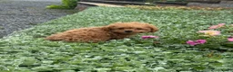Toy Poodle dogs for sale: Paddy  - Ad 5