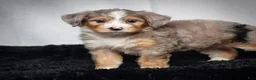 Mini Bernedoodle dogs for sale: Bonnie - Ad 3