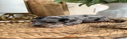 Miniature Schnauzer dogs for sale: Strawberry  - Ad 4