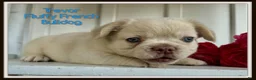 French Bulldog dogs for sale: Trevor - Ad 1