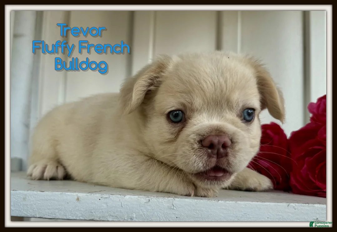 French Bulldog dogs for sale: Trevor - Ad 1
