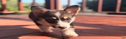 Welsh Corgi Pembroke dogs for sale: Holly - Ad 15