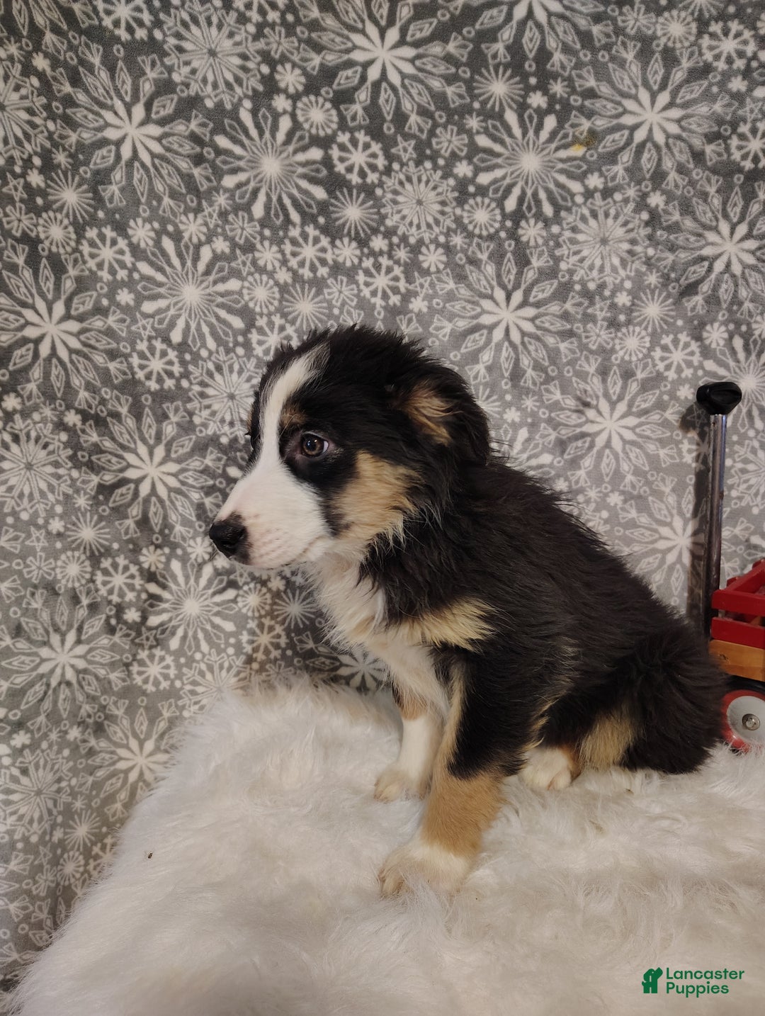 Australian Shepherd dogs for sale: Cookie - Ad 3