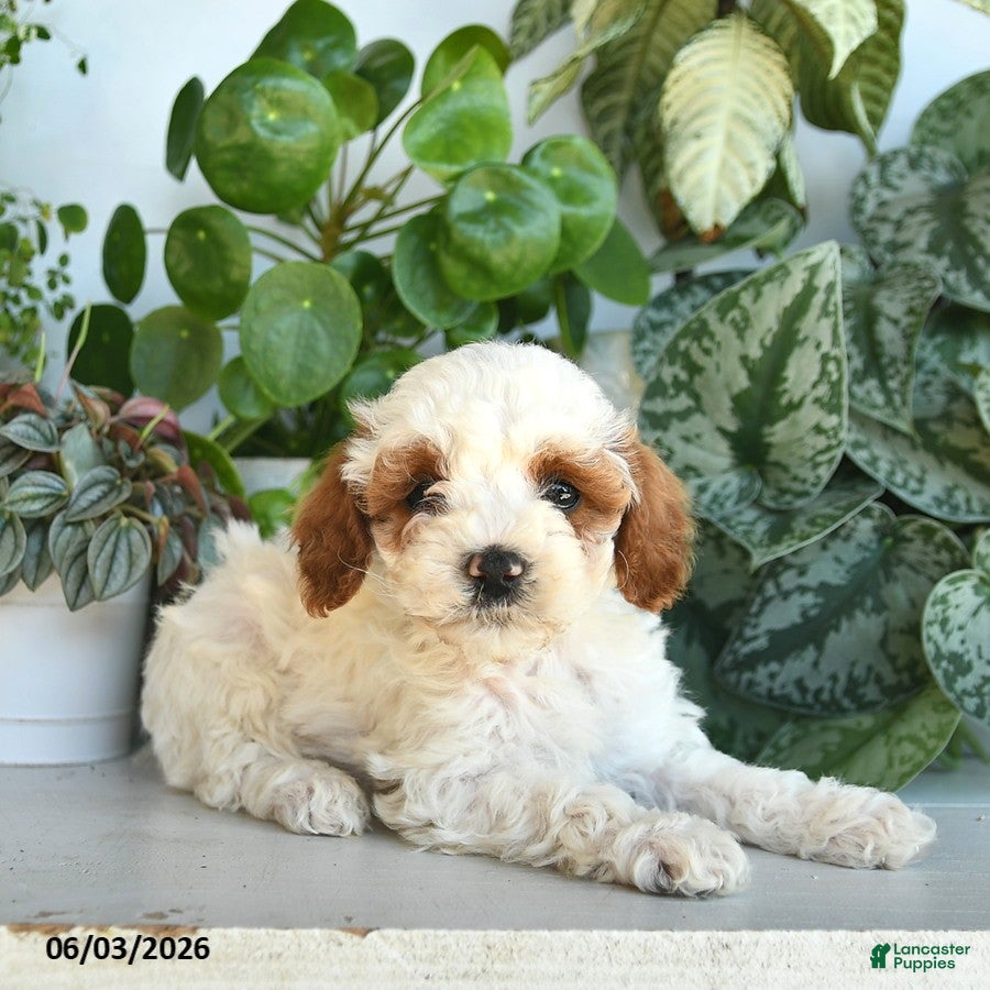 Cavapoo dogs for sale: Lee  - Ad 2