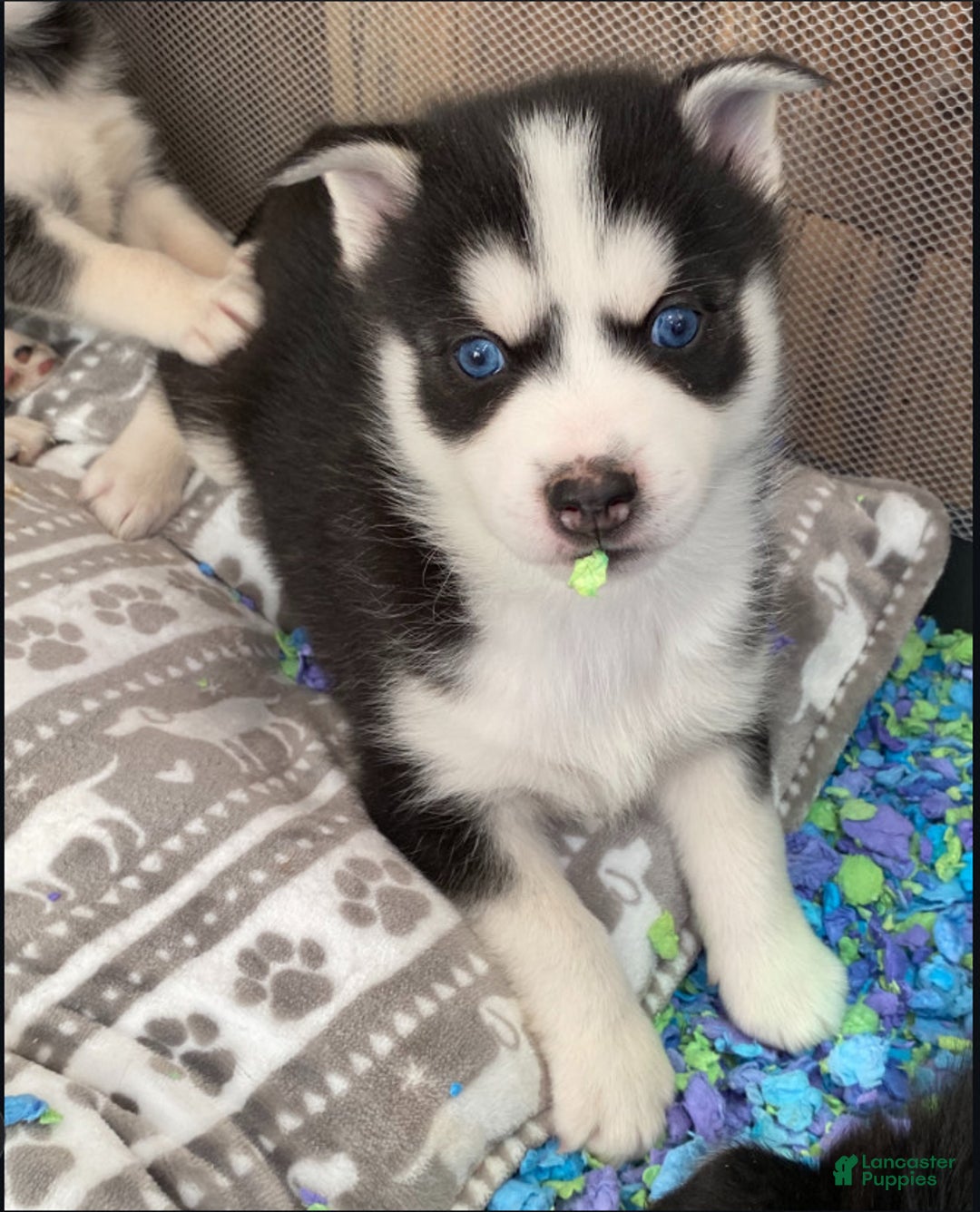 Pomsky dogs for sale: Twizzle - Ad 1