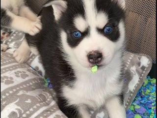 Pomsky dogs Twizzle - Ad 4