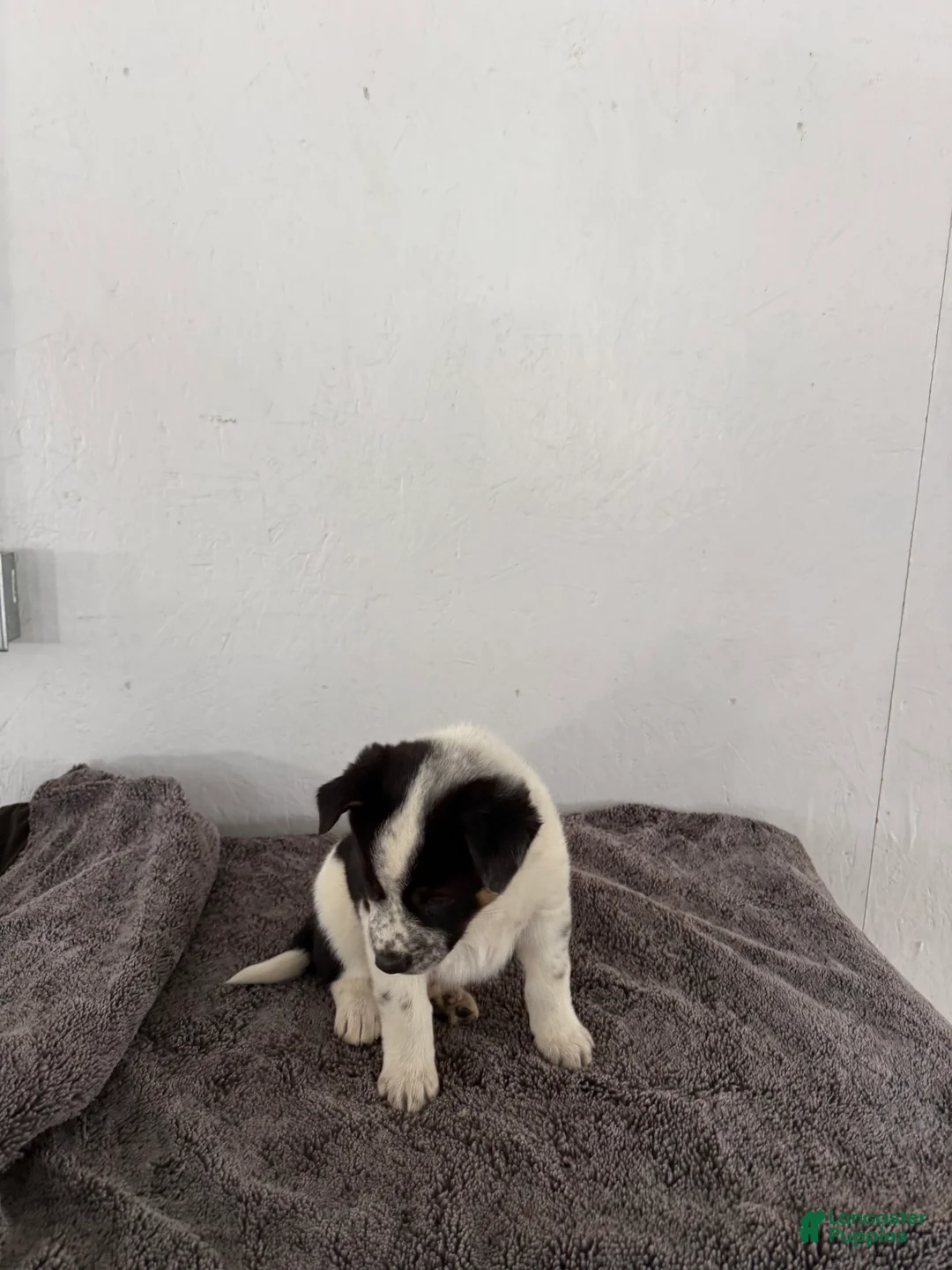 Mixed Breed dogs for sale: Oreo - Ad 2