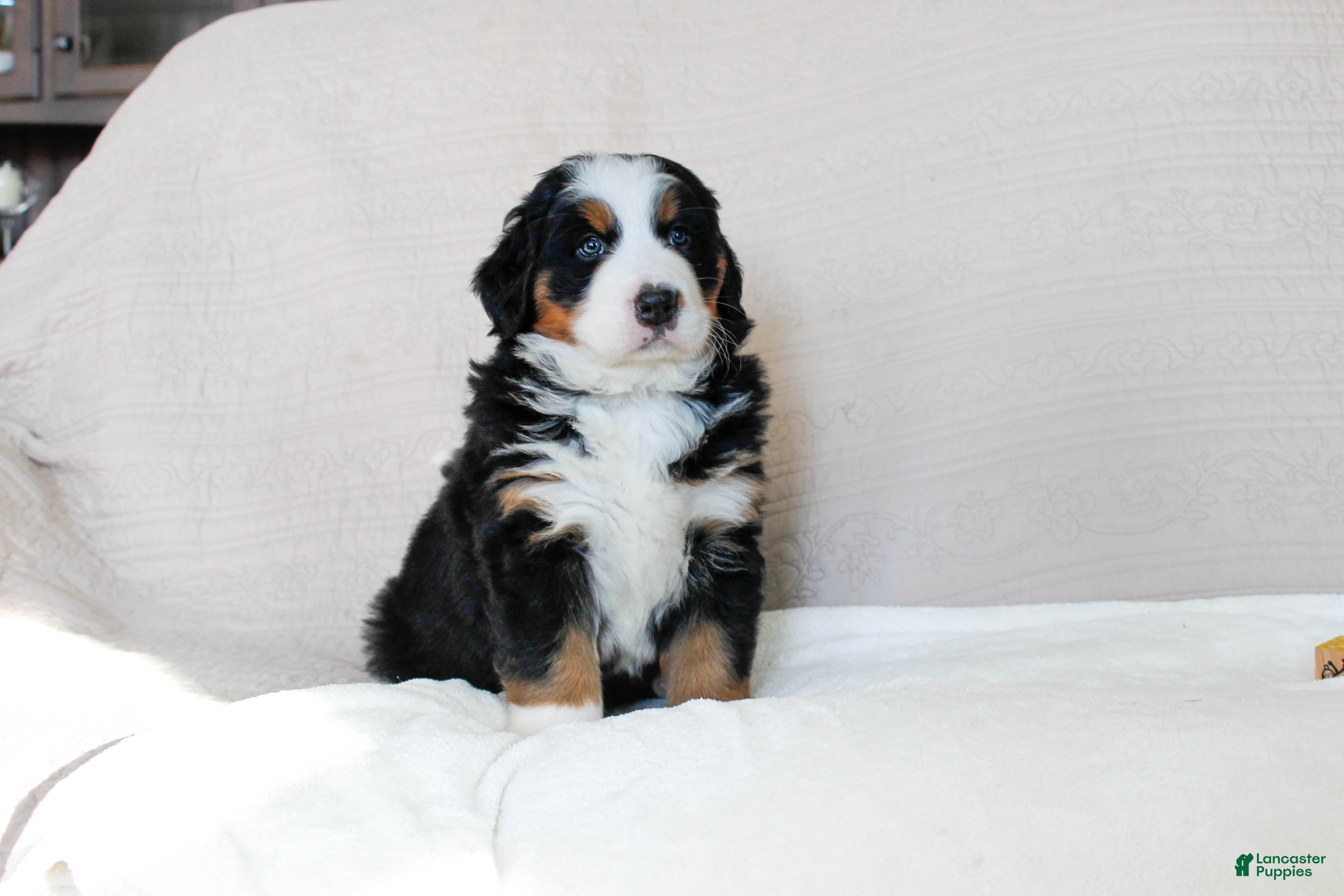Bernese Mountain Dog dogs Jane - Ad 2