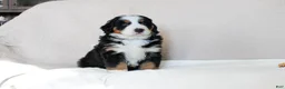 Bernese Mountain Dog dogs for sale: Jane - Ad 2