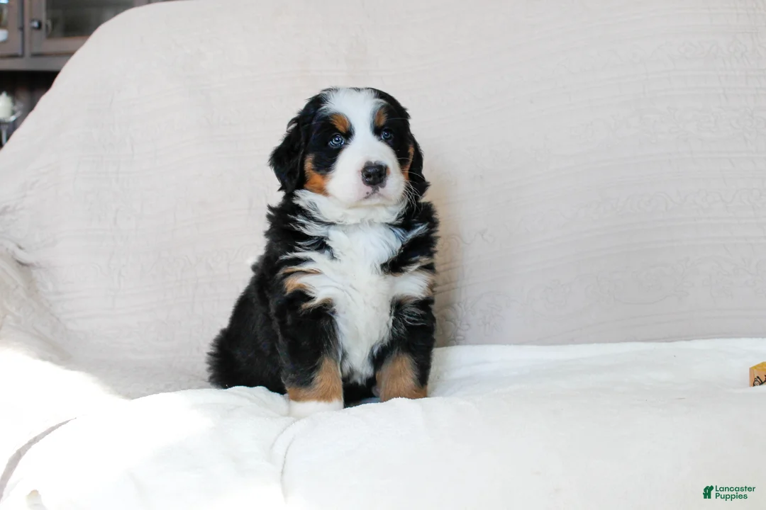 Bernese Mountain Dog dogs for sale: Jane - Ad 2