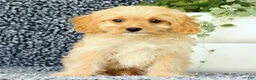 Cavapoo dogs for sale: Winston - Ad 6