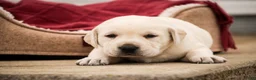 Labrador Retriever dogs for sale: Shenandoah - Ad 4